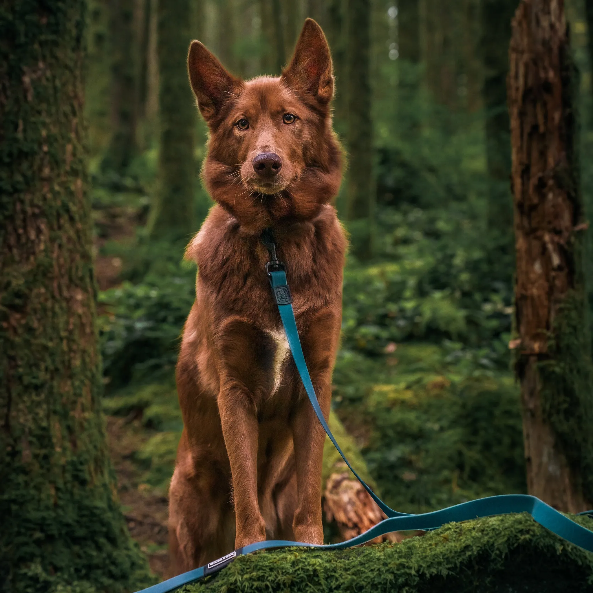 Pacific Blue Waterproof Leash